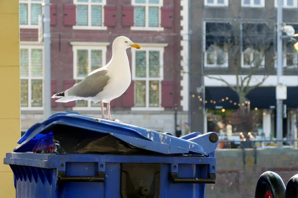 Mouette assise sur une poubelle — Photo