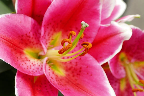 Lily meeldraden close-up. Selectieve focus — Gratis stockfoto