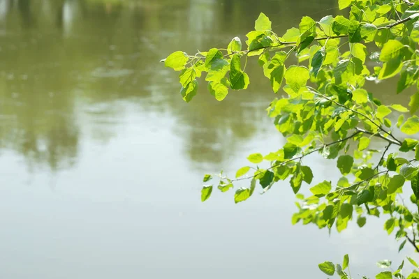 Ramas de árboles con hojas jóvenes en el fondo del río — Foto de stock gratis