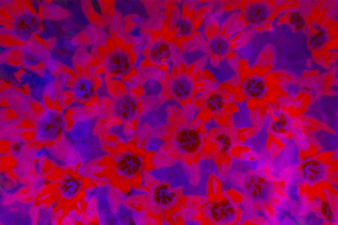 Soyut koyu mor arkaplan. Kırmızı lalelerin bulanık görüntüsü. Vi