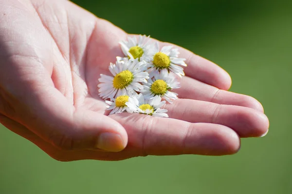 Hand full of flowers — Stock Photo, Image