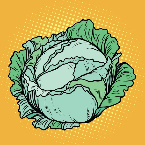 Chou, nourriture végétarienne saine, produit agricole — Image vectorielle