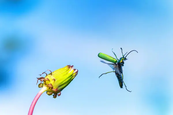 Green beetle is jumping from flower as symbol of joy and happy hiolday at blue sky background.