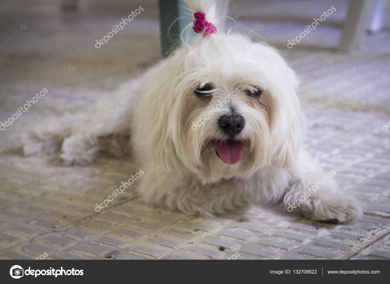 maltese small white dog