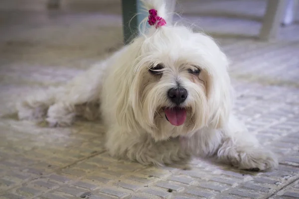 Bichon maltesisch. kleiner weißer Hund. — Stockfoto