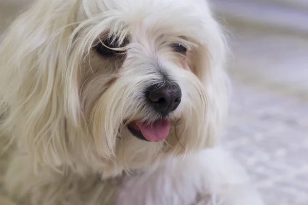 Bichon maltesisch. kleiner weißer Hund. — Stockfoto