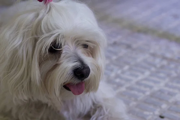 Bichon maltesisch. kleiner weißer Hund. — Stockfoto