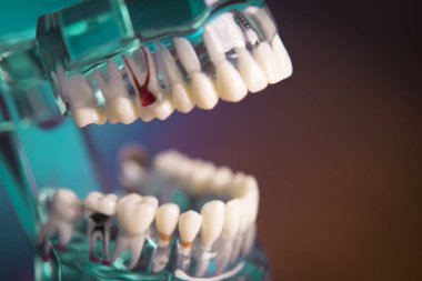 Takma diş diş hekimliği öğrencileri için