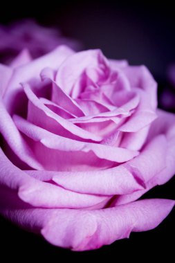 Siyah arka plan üzerine Lila gül