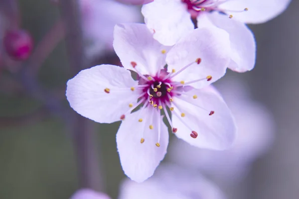 Flor de cerejeira estação de primavera — Fotografia de Stock