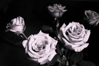 Siyah arka plan üzerine Lila gül