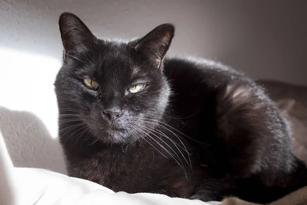 Μαύρη γάτα με εφάπαξ για ρύγχος — Φωτογραφία Αρχείου