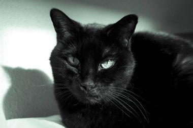 Namlu üzerinde yumru ile kara kedi