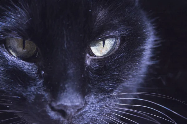 Gatto nero con grumo sul muso — Foto Stock