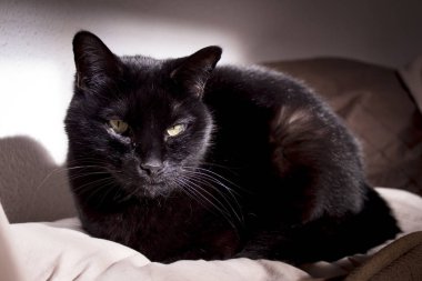 Namlu üzerinde yumru ile kara kedi