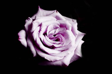 Siyah arka plan üzerine Lila gül