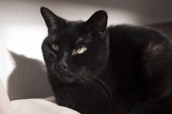 Egyösszegű pofáját fekete macska — Stock Fotó