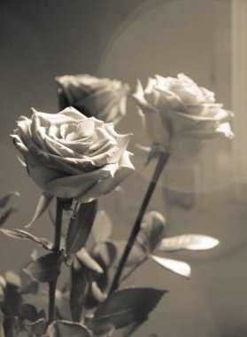 Siyah arka plan üzerine Lila gül