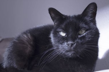 Namlu üzerinde yumru ile kara kedi