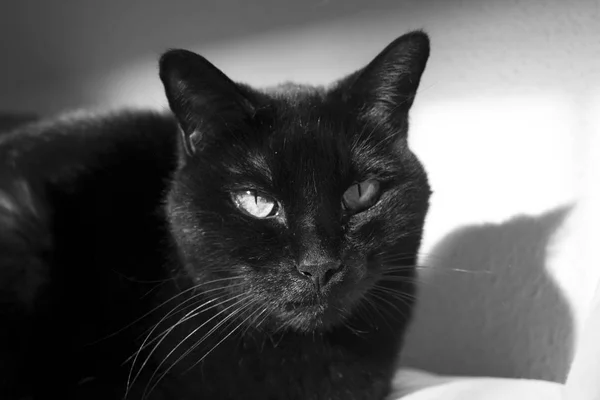 Черная кошка с шишкой на морде — стоковое фото