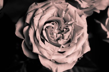 Turuncu gül çiçek Bahçe