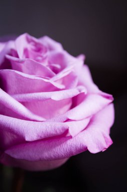 Siyah arka plan üzerine Lila gül