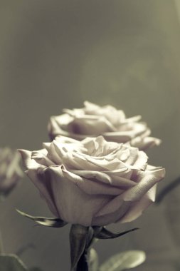 Siyah arka plan üzerine Lila gül