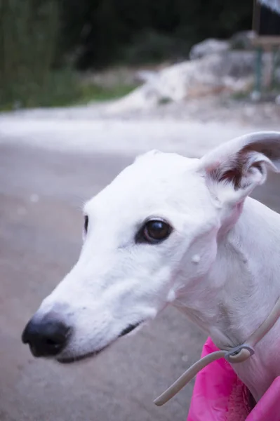 Porträt weißer Windhund Hunderasse — Stockfoto