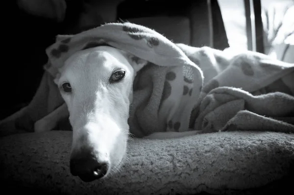 Weißer Windhund — Stockfoto