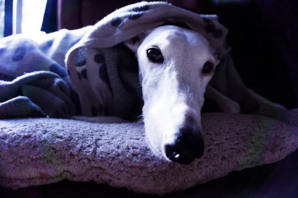 ホワイトグレイハウンド犬 — ストック写真