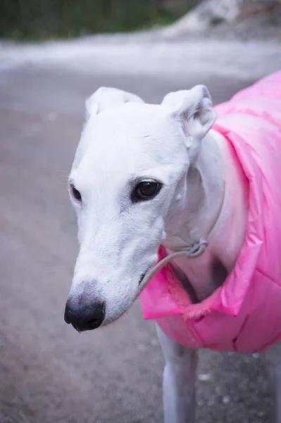 肖像白いグレイハウンド犬の品種 — ストック写真