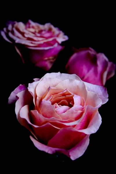 Flor Laranja Aberta Família Rosas — Fotografia de Stock