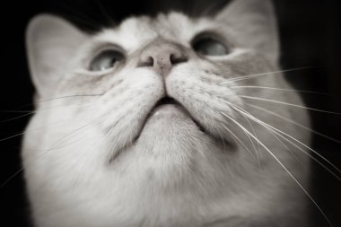 Mavi gözlü açık tenli kedi kameraya bakıyor.