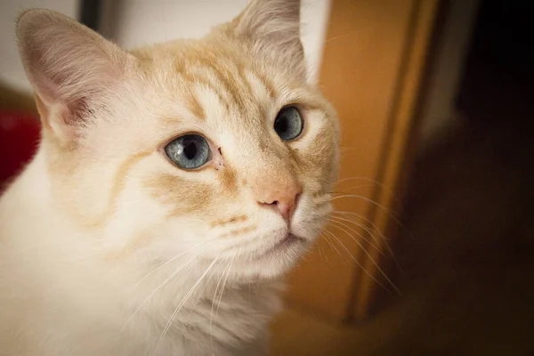 浅褐色的猫 蓝眼睛 看着相机 — 图库照片