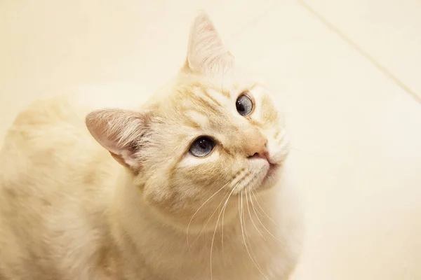 浅褐色的猫 蓝眼睛 看着相机 — 图库照片