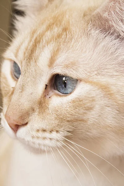 Light tan cat with blue eyes looking at camera