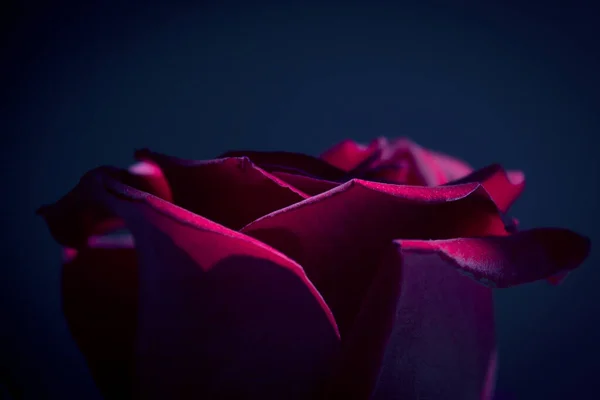 Rosa Vermelha Com Luz Fundo Escura Não Pessoas — Fotografia de Stock