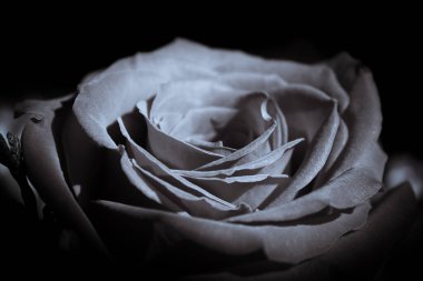 Koyu arkaplanlı kırmızı gül. Kimse yok.