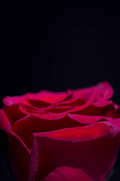 Red rose with dark backlight. No people
