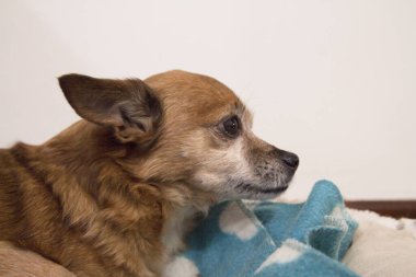 Belirli bir cins olmayan küçük bir köpek. Kimse yok.