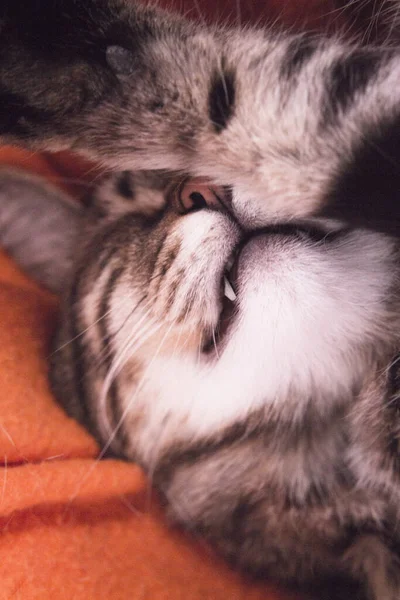 Totalmente Dormido Gato Tabby Hay Gente — Foto de Stock