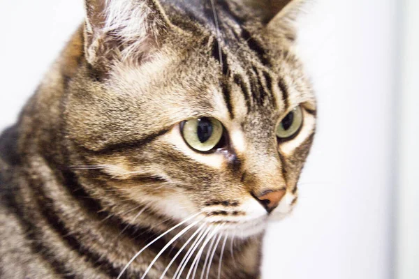 Cat Looking Brown Tones Domestic Cat People — Stock Photo, Image