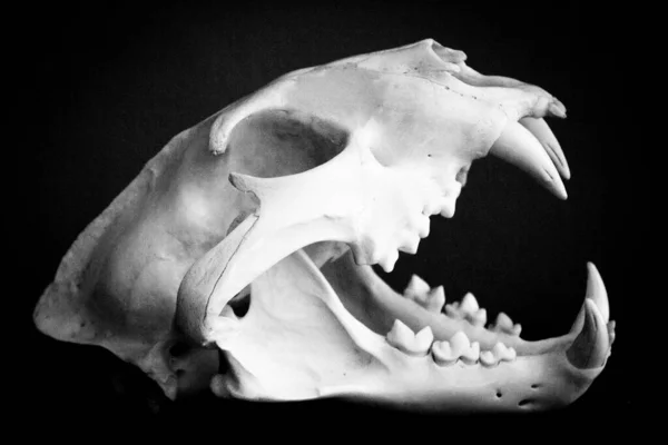 Dead Mammal Animal Skull People — Stock Photo, Image