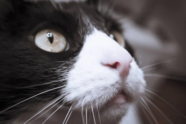Schwarz Weiße Katze Mit Wachem Gesichtsausdruck Kein Volk — Stockfoto