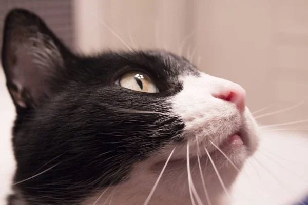 Zwart Witte Kat Met Alerte Uitdrukking Geen Mensen — Stockfoto