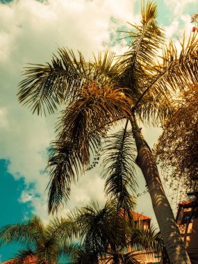 Palmiye ağaçları. Vintage tonda. Güneş ışığı