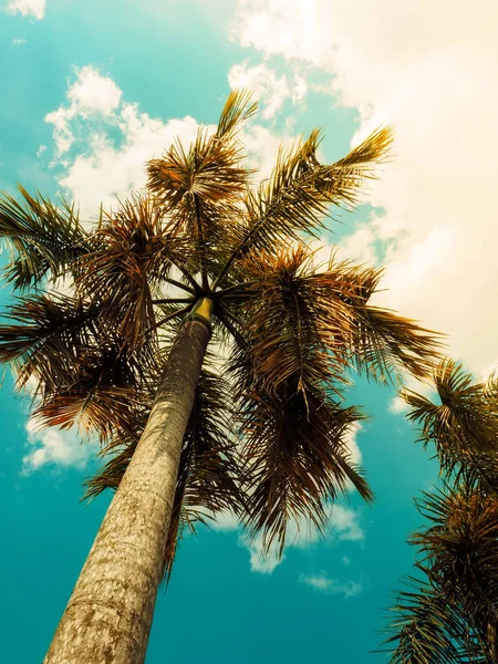 Palmen. Jahrgang getönt. Sonnenlicht — Stockfoto