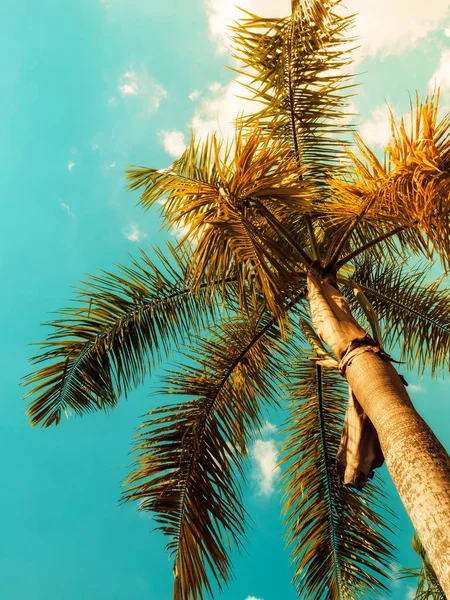 Palmen. Jahrgang getönt. Sonnenlicht Stockbild