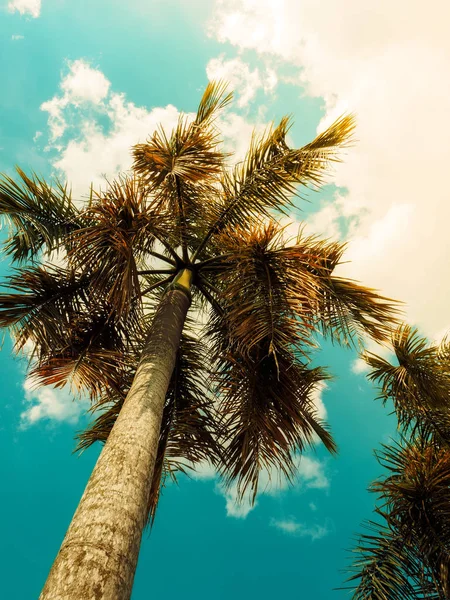Palmen. Jahrgang getönt. Sonnenlicht Stockfoto