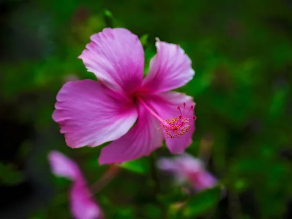 Квіти в тропічному саду — стокове фото